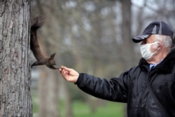 A park security guard Sofia, Bulgaria wears a protective face mask as he feeds a squirrel in a tree. March 22, 2020. City parks there restricted access in an attempt to prevent the spread of coronavirus disease COVID-19. (Reuters photo)