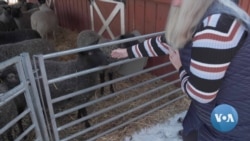 After Years of Moving, Virginia Residents Find New Career as Sheep Farmers 