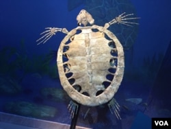 This full-size fossil reconstruction of a sea turtle from the prehistoric South Atlantic looks very similar to the giant sea turtles which still swim in our oceans today. (J.Taboh/VOA)