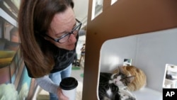 Kucing di Cat Town Cafe di Oakland, California. Para pelanggan kedai kopi bisa menikmati kopi sambil bermain dengan kucing. (AP Photo/Eric Risberg)