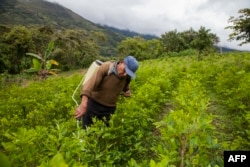 A coca farmer sprays his coca crop outside of Coroico, Bolivia, Dec. 20, 2018.