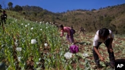 FILE - Volunteers destroy a poppy field near Loi Chyaram village in Myanmar, Jan. 30, 2014.