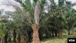 Bisnis-bisnis pertanian besar; seperti perkebunan kelapa sawit banyak mengambil alih lahan-lahan pertanian tradisional di Indonesia, Malaysia dan Thailand (foto dok).