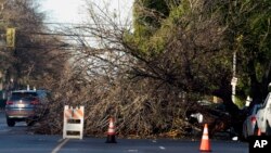 Traffic maneuvers around a fallen tree after a it was blown over by a passing storm in the Van Nuys section of Los Angeles on Jan. 1, 2023.