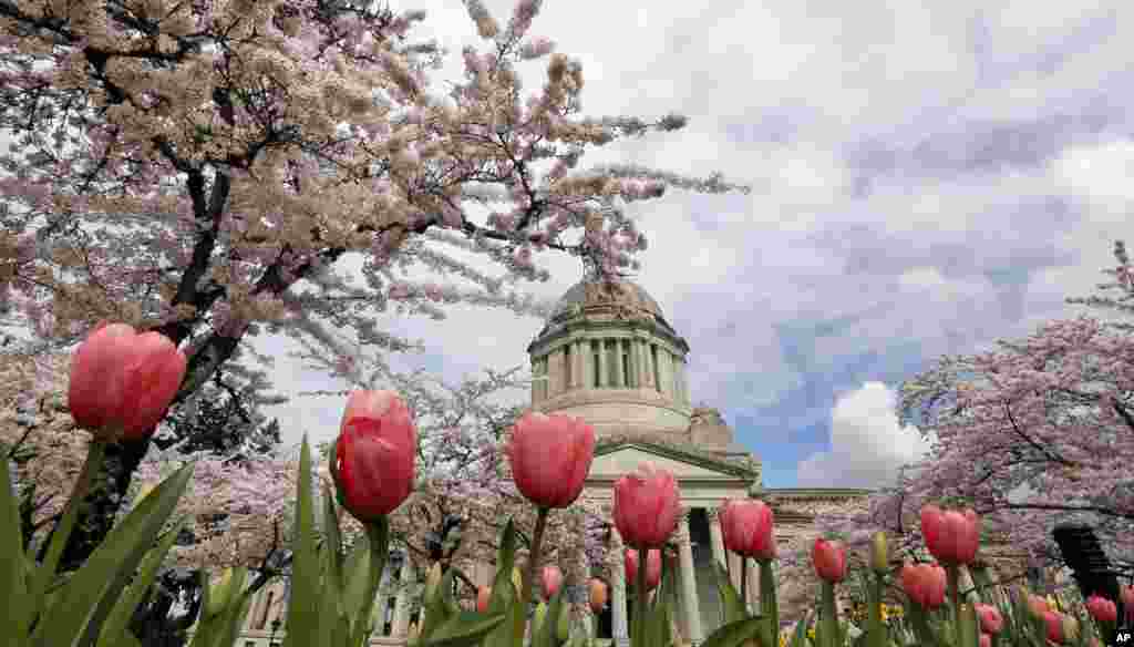 A line of tulips stand in bloom in front of cherry trees also in full bloom near the Capitol building in Olympia, Washington.
