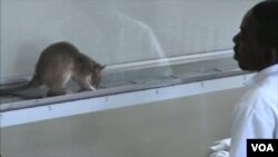 Para ilmuwan Tanzania melatih tikus-tikus besar yang punya indera penciuman tajam untuk mendeteksi bau bakteri TB.