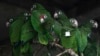Scientists Work to Save Puerto Rican Parrots
