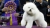 Bichon Frise Becomes America’s Top Dog