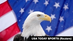 Iako se bjeloglavi orao već nalazi na Velikom pečatu Sjedinjenih Država, nikada nije bio formalno priznat kao nacionalna ptica zemlje. 