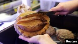 white abalone sea snail 