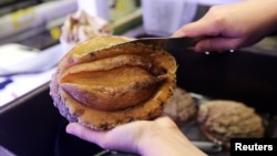 A white abalone sea snail is examined prior to a spawning event at the University of California's Davis Bodega Marine Laboratory in Bodega Bay, California, U.S. March 18, 2021. (REUTERS/Nathan Frandino)