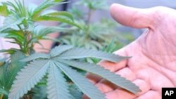 Dans l'Etat de Washington, les particuliers peuvent désormais fumer du cannabis dans leur intimité