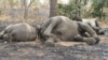 Poachers Killing Elephants, Their Protectors in Northern Cameroon
