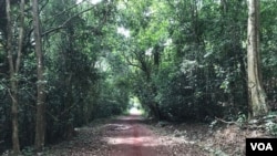 Jalan menuju hutan di luar Kota Ho Chi Minh, Vietnam. (Berita VOA)