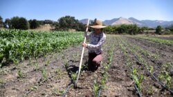 Tiel Larson works in a cornfield on the campus of Midland School, as the global outbreak of the coronavirus disease (COVID-19) continues, in Los Olivos, California, U.S., July 20, 2020. REUTERS/Lucy Nicholson