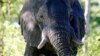 Snooze News: Elephants May Sleep Less Than Any Other Mammal