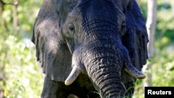 FILE - A male African elephant mock-charges in the Okavango Delta in Botswana, March 25, 2005.