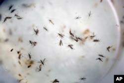 FILE - Aedes aegypti mosquitoes are seen in a mosquito cage at a laboratory in Cucuta, Colombia,Feb. 11, 2016.