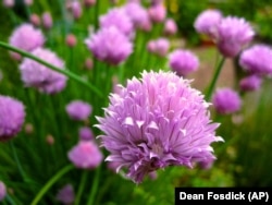 These are chives growing in a garden.