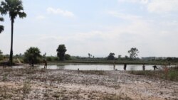 ប្រជាជននេសាទត្រីក្នុងបឹងតូចមួយ ក្រោយទឹកជំនន់ស្អក ក្នុងឃុំអន្លង់វិល ស្រុកកណ្តៀង ខេត្តពោធិ៍សាត់ កាលពីថ្ងៃទី៨ ខែវិច្ឆិកា ឆ្នាំ២០២០។ (ស៊ុន ណារិន/វីអូអេ)