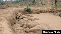 សត្វ​ដំរី​មួយហ្វូង​ ចំនួន ១១​ ក្បាល​ ជាប់​នៅ​ក្នុង​រណ្តៅ​ភក់​ធំ​មួយ មុន​ពេល​ត្រូវ​បាន​ជួយសង្រ្គោះ នៅ​តំបន់​អភិរក្ស​សត្វព្រៃ​ កែវ សីម៉ា ខេត្ត​មណ្ឌលគិរី កាល​ពី​ថ្ងៃ​ទី​ ២៤ ខែ​មីនា ឆ្នាំ​២០១៧។ (រូបថតទទួលបាន​ពី​អង្គការ Wildlife Conservation Society)