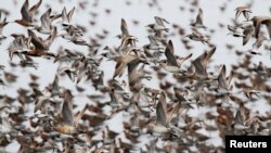 지난 2011년 5월 압록강 위로 철새인 도요새 때가 날고 있다. (자료사진)