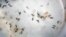 FILE - Aedes aegypti mosquitoes are seen in a mosquito cage at a laboratory in Cucuta, Colombia, Feb. 11, 2016.
