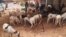 À Dakar, certains vendeurs de moutons s'installent sans précautions sanitaires, le 24 juillet 2020. (VOA/Seydina Aba Gueye)