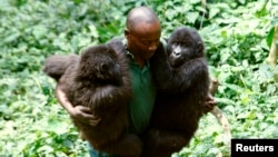 Mobateli parc a,e,i nitike ya mikomboso mibale "Ndeze" na "Ndakasi" na Rumungabo, na parc national ya Virunga, na nord ya Goma, Nord-Kivu, 17 aout 2010.