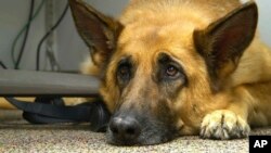 This Feb. 18, 2014 file photo shows Lexy, a therapy dog at Fort Bragg, N.C. (AP Photo/Alex Sanz, File)