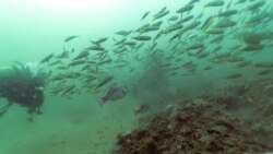 ຊຸມຊົນນັກດຳນໍ້າຍິງ ທ້າທາຍຕໍ່ສົມມຸດຕິຖານເລື້ອງເພດ, ເຊື້ອຊາດ ແລະ ອາຍຸ