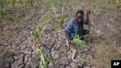 រូបឯកសារ៖ កសិករ​ម្នាក់​កំពុង​ស្ថិត​នៅ​ក្នុង​ចម្ការ​ដែល​ផល​ដំណាំ​របស់​គាត់​បាន​ខូចខាត​ដោយសារ​គ្រោះ​រាំង​ស្ងួត​នៅ​ខេត្ត​ Afar ប្រទេស​អេត្យូពី។