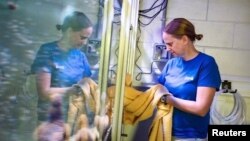 Chief coral scientist Keri O’Neil cleans an aquarium full of pillar coral just a few days before the animals would successfully spawn in an aquarium for the first time at a Florida Aquarium facility in Apollo Beach, Florida on August 14, 2019. (Reuters/Lu