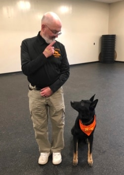 In this May 7, 2019 photo, Professor Stephen Mackenzie, head of the university's canine training program does an obedience drill with his dog Kimo, at the State University of New York, Cobleskill, in Cobleskill, N.Y. (AP Photo/Mary Esch)