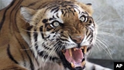 Seema, a Royal Bengal tigress, reacts to the camera at the zoo in Ahmadabad, India. India's latest tiger census shows an increase in the numbers of the endangered big cat. The census counted at least 1,706 tigers in forests across the country, about 300 m