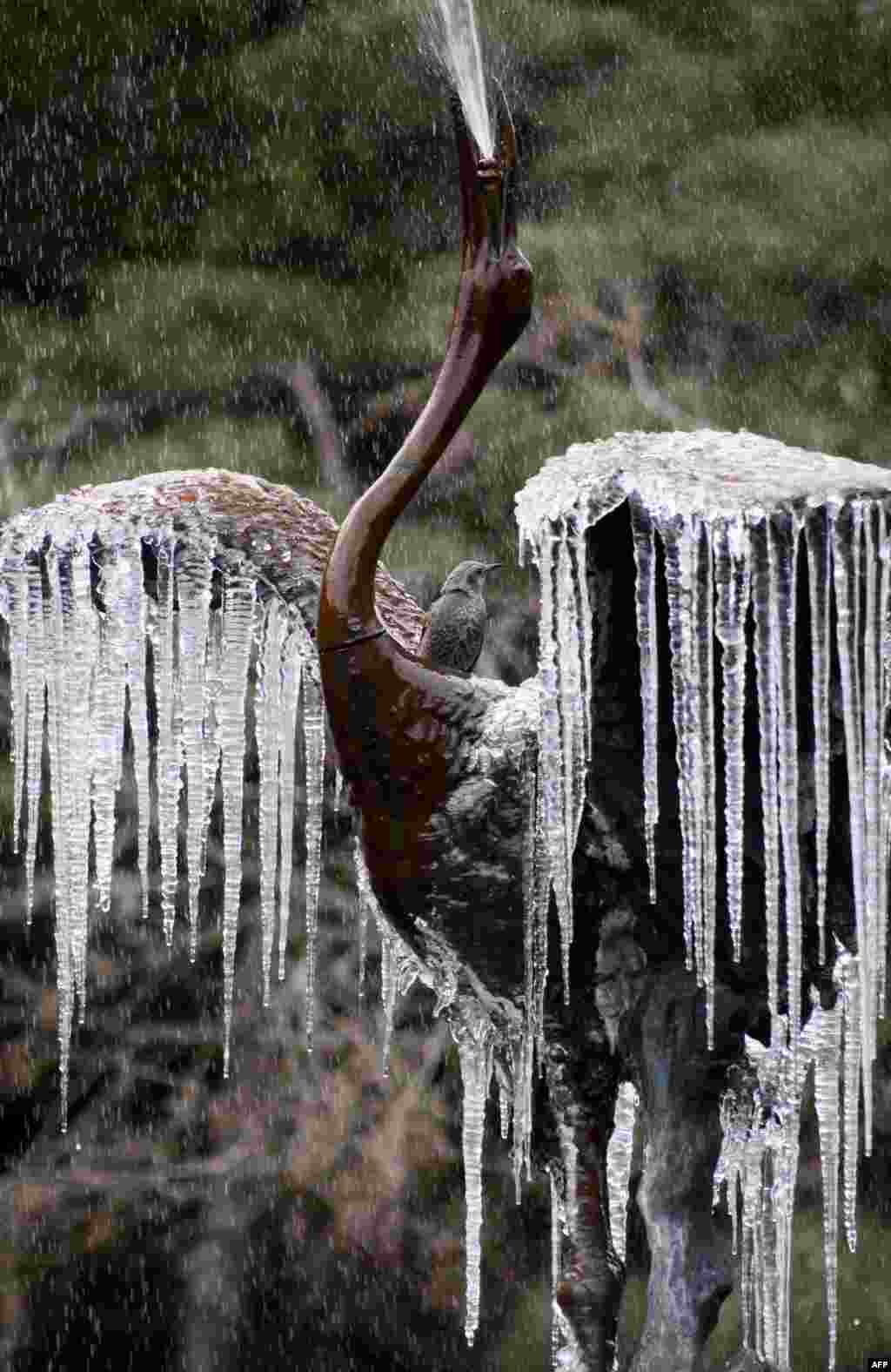 Seekor burung hinggap pada patung burung yang sayapnya terdapat es yang membeku di sebuah taman kota Tokyo, Jepang.