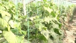 دشواری کار در فارم‌های زراعتی