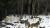 Des loups gris hurlent dans une zone d'exposition du Centre international du loup à Ely, dans le Minnesota, en février 2008. (Photo AP / John Flesher)