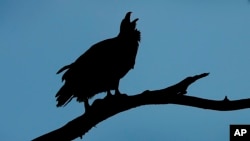 A bald eagle calls out as it sits on a branch atop a tree overlooking the Raccoon River, Monday, April 30, 2018, at Gray's Lake Park in Des Moines, Iowa. (AP Photo/Charlie Neibergall)
