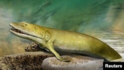 An artist's reconstruction of the extinct fish Elpistostege watsoni, which lived about 380 million years ago in what is now Quebec, Canada, is seen in this illustration released to Reuters on March 18, 2020. (Katrina Kenny/Handout via REUTERS)