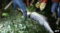 Ular memakan seorang warga di Desa Salubiro, Sulawesi.