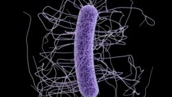 This medical illustration made available by the Centers for Disease Control and Prevention shows a Clostridium difficile bacterium.