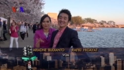 Pekan Bunga Sakura di Washington DC (1)