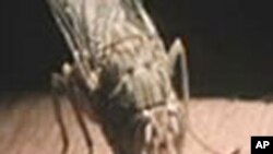 La mouche tse-tse, qui transmet la maladie du sommeil, contre laquelle un nouveau médicament a été développé