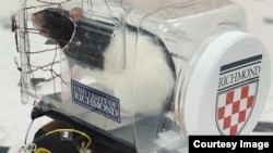 Researchers at Virginia's University of Richmond reported they were able to successfully train rats to drive tiny vehicles built for them. (Photo: University of Richmond)