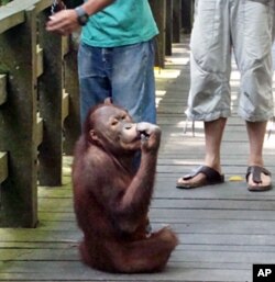 A young male orangutan in Sepilok Rehabilitation Center in Sandakan, Malaysia