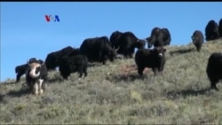 Peternakan Yak Tibet di Pegunungan Colorado
