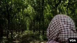 រូបឯកសារ៖ ចម្ការ​កៅស៊ូ​មួយ​កន្លែង ​ក្នុង​ស្រុក​ស្ទឹងត្រង់​ ខេត្ត​កំពង់ចាម​ កាល​ពី​ខែ​កក្កដា​ ឆ្នាំ២០២០។ (អូន ឆេងប៉រ​/វីអូអេ)