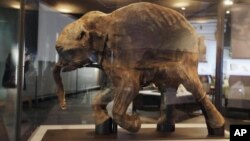 In this photo taken Tuesday, March 2, 2010, the most complete woolly mammoth specimen ever found is seen on display at the new exhibit called "Mammoths and Mastodons: Titans of the Ice Age" at The Field Museum in Chicago. (AP Photo/M. Spencer Green)