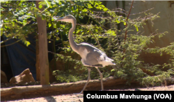 Animals outdoors at Chipangali Wildlife Orphanage, near Bulawayo, Zimbabwe’s second largest city on April 20, 2019. The orphanage is home to 25 species, some endangered, some rescued from poachers.